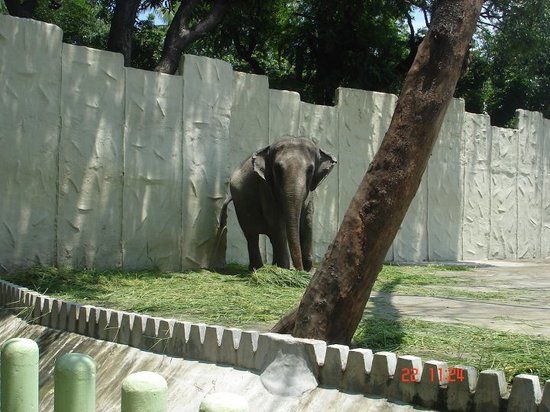 Zoo und Botanischer Garten von Manila